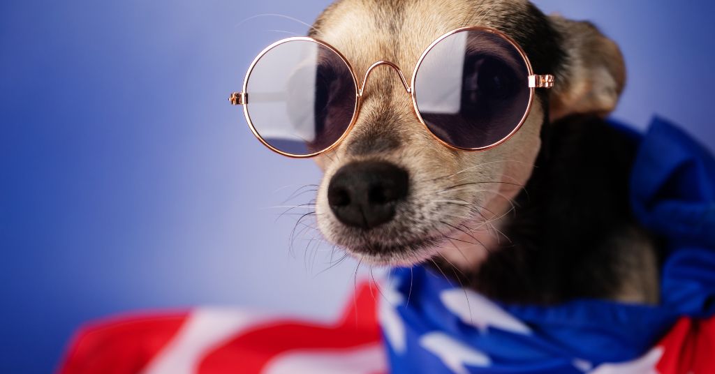4th of July dog in American flag with glasses