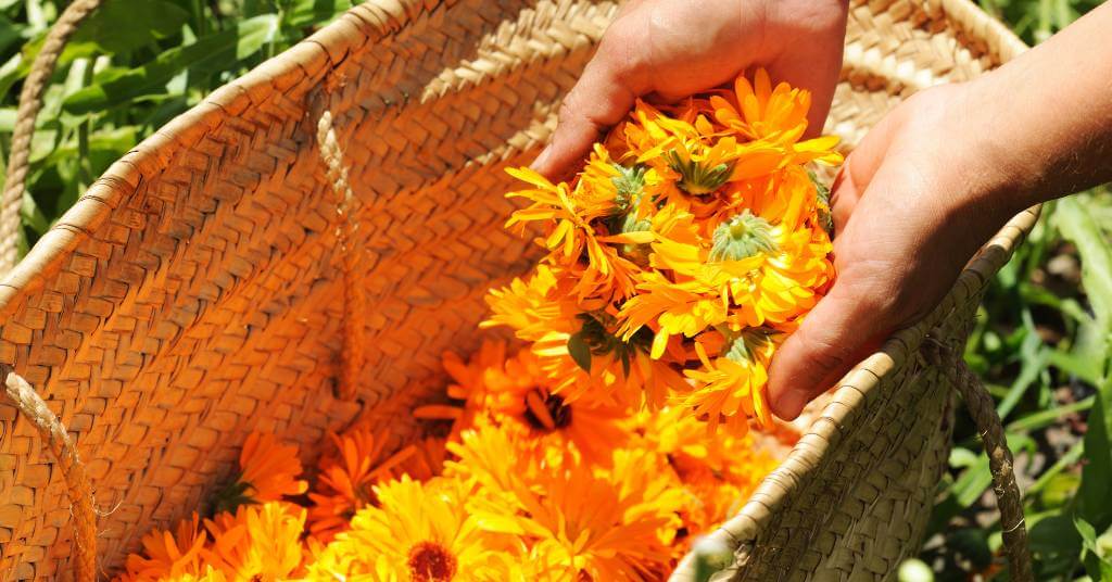 calendula flowers