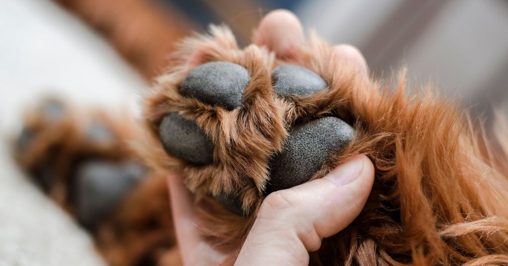 cute dog paws