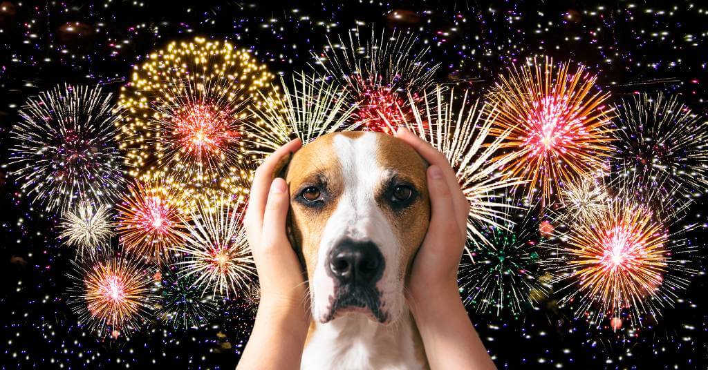 dog and fireworks