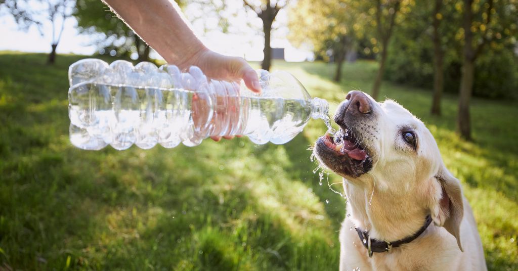 dog drinking water from a bottle outside