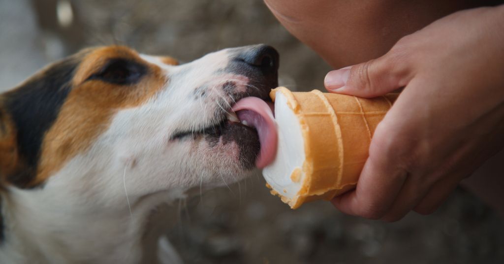 dog eating ice cream