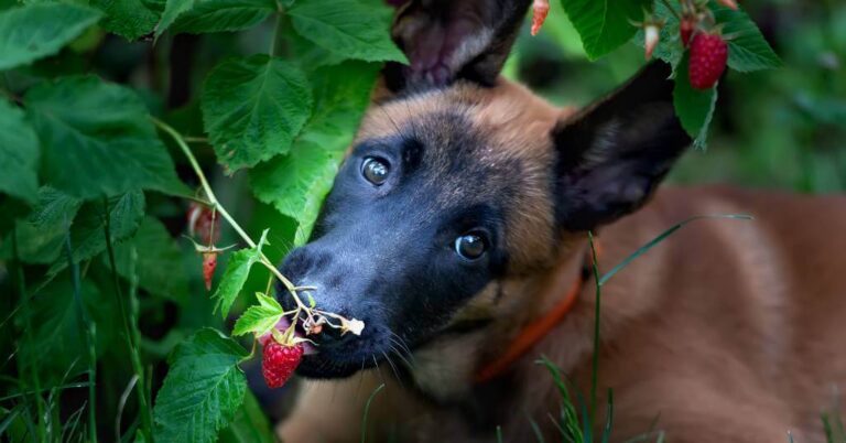 17 Safe Low-Sugar Fruits for Dogs