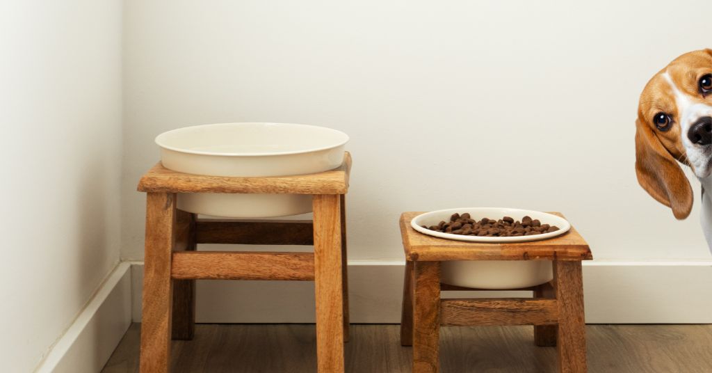 dog feeding station