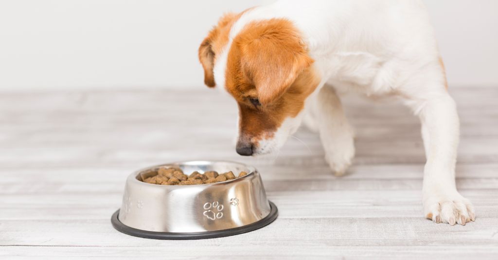 dog eating kibble from a bowl