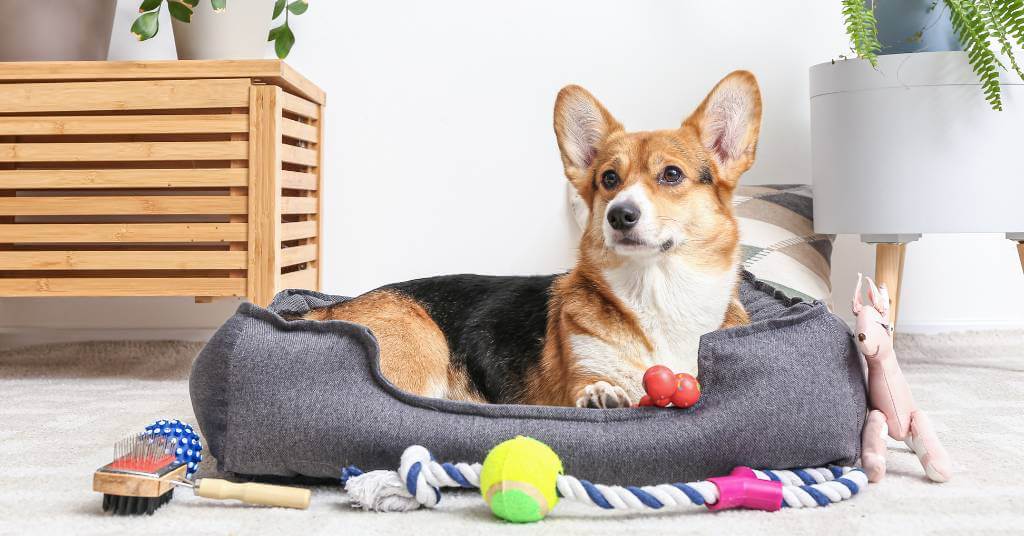 dog in dog bed with toys
