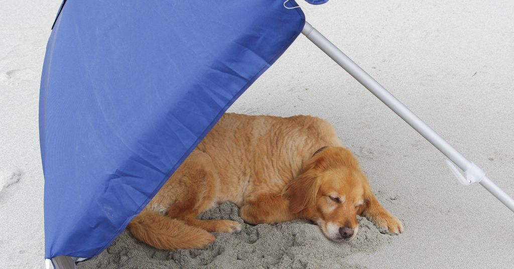 dog in the sun under an umbrella
