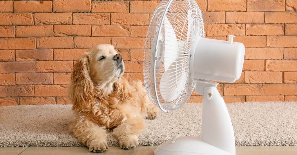 dog lying in front of the fan