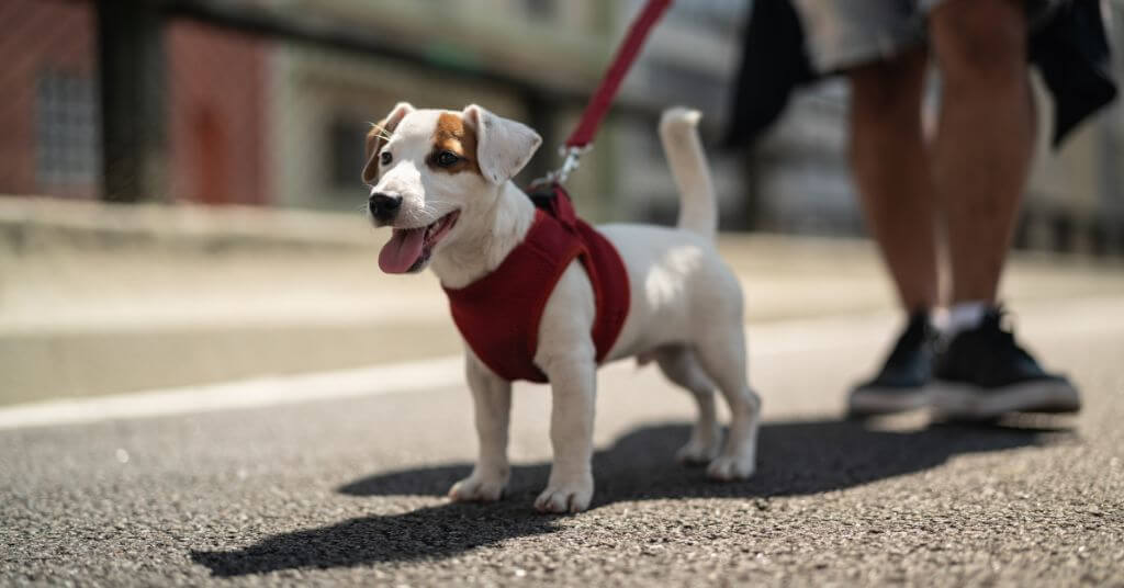 dog on a morning walk