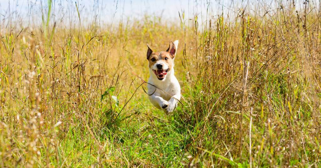 dog running through tall grass in summer