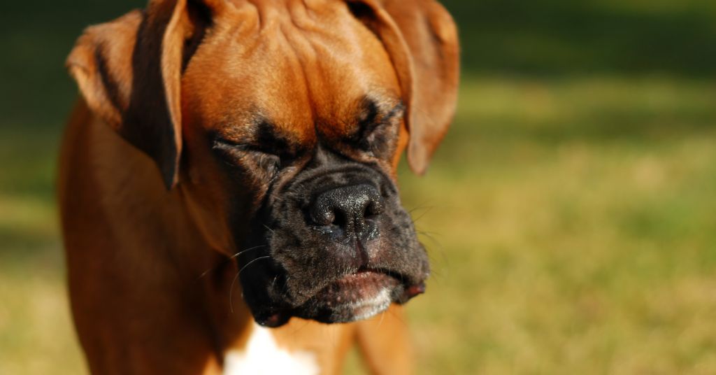 dog sneezing outside