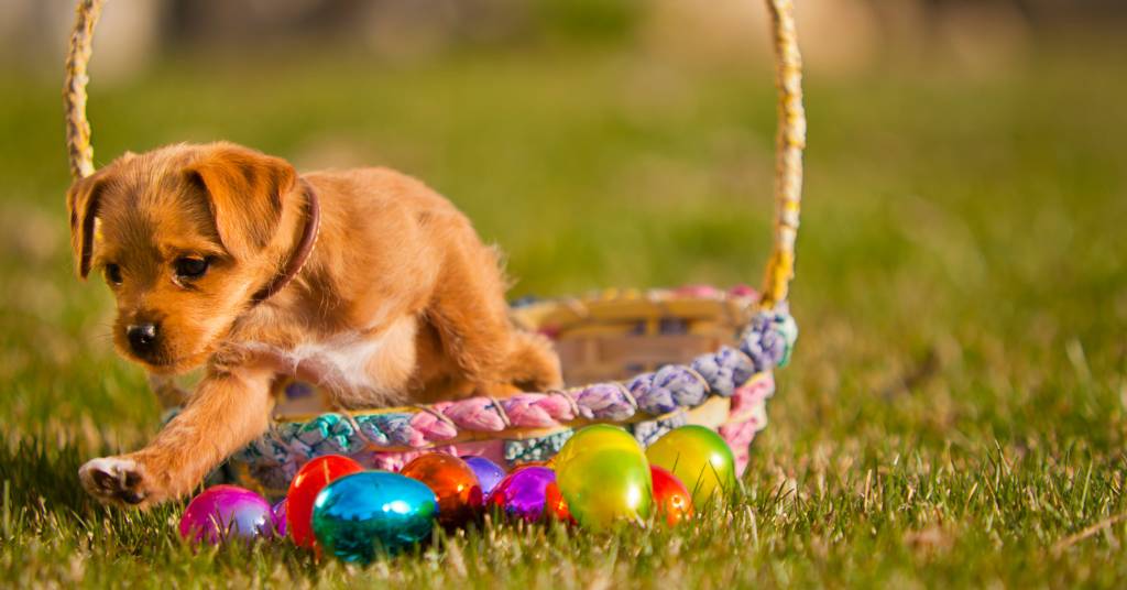 dog with an Easter basket outside
