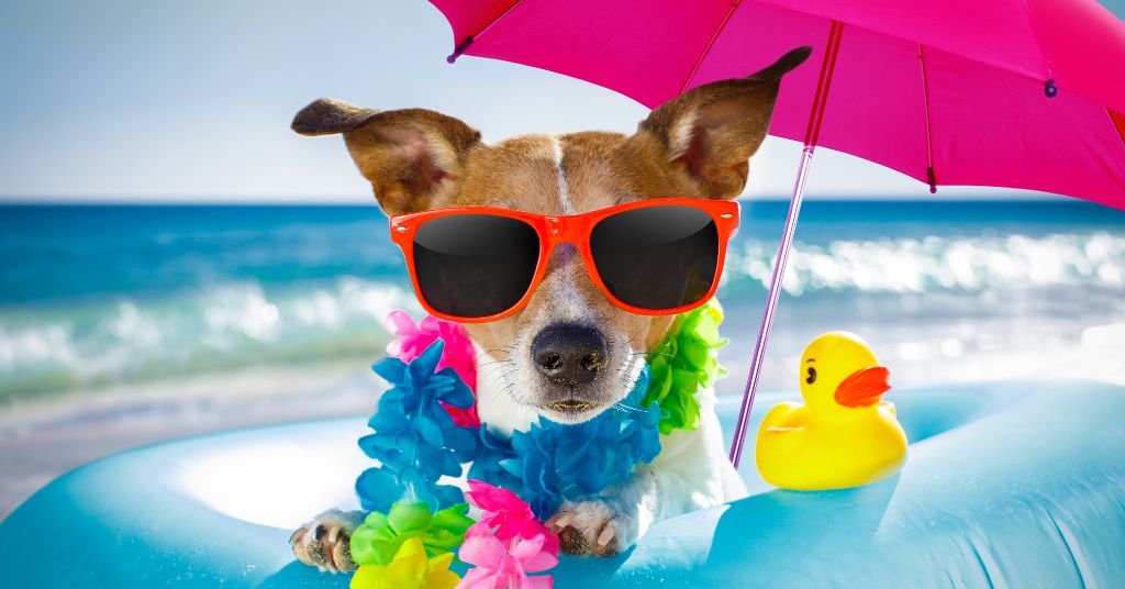 dog with sunglasses
