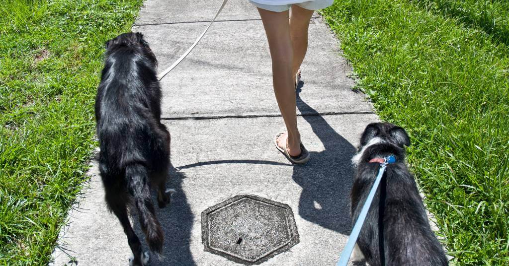 dogs on a sidewalk in summer