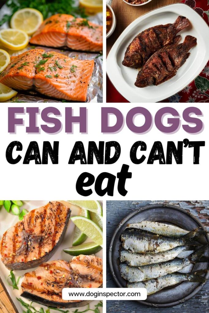 collage of four images salmon, fried fish, tuna steaks and sardines and text saying fish dogs can and can’t eat