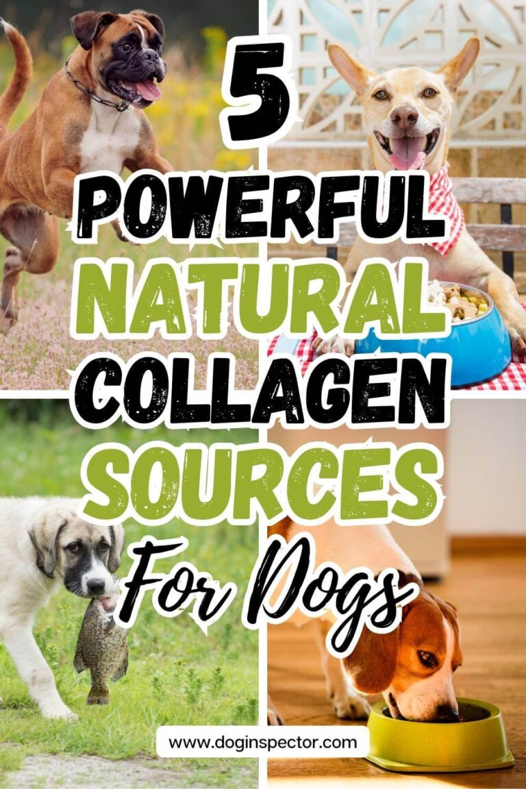 Image showcasing 5 Natural Collagen Sources for Dogs