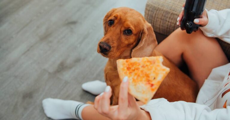 Picture Idea: 8 Foods To Avoid For Dogs With Sensitive Stomachs