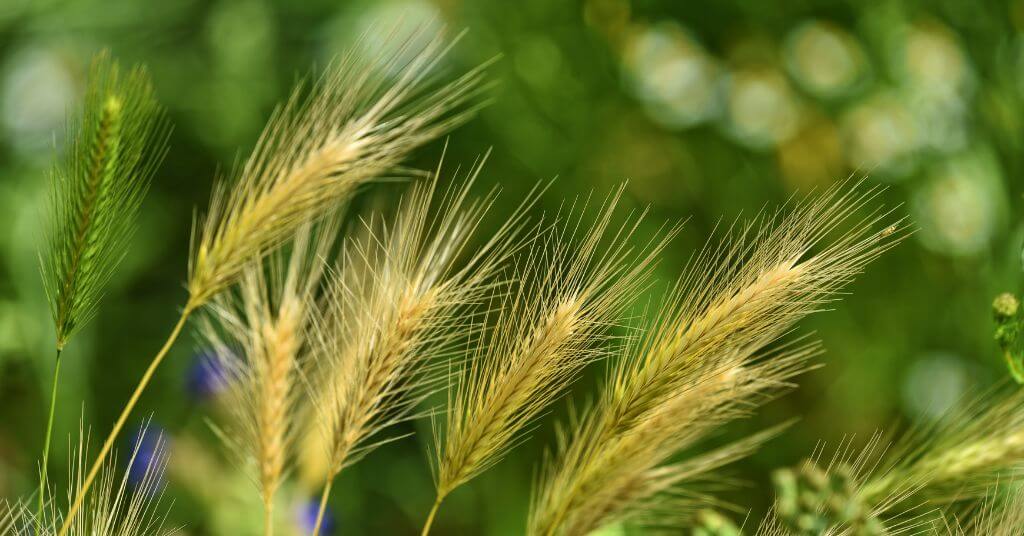 foxtail grass