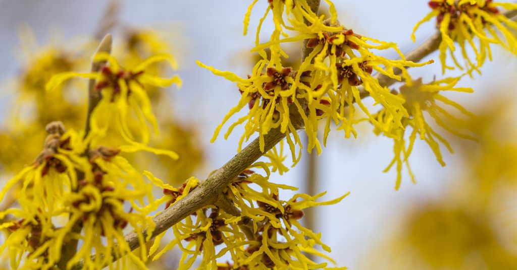 homemade witch hazel