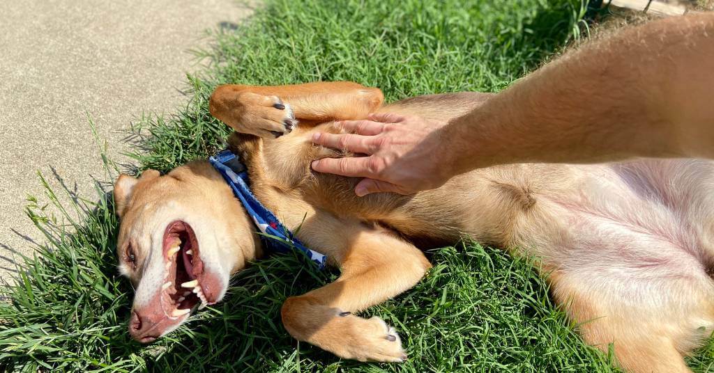 man rubbing dog