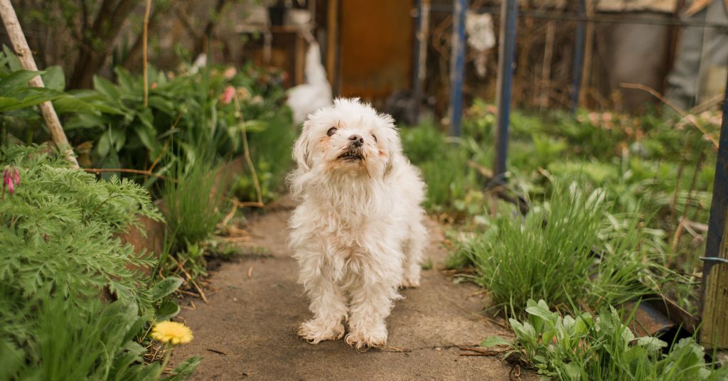 dog in a garden