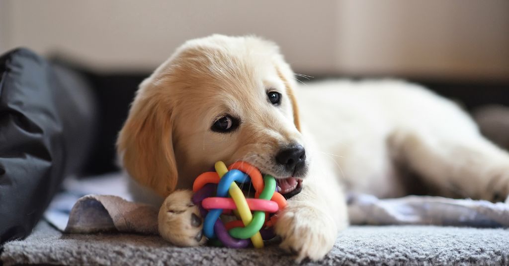 puppy chewing a toy