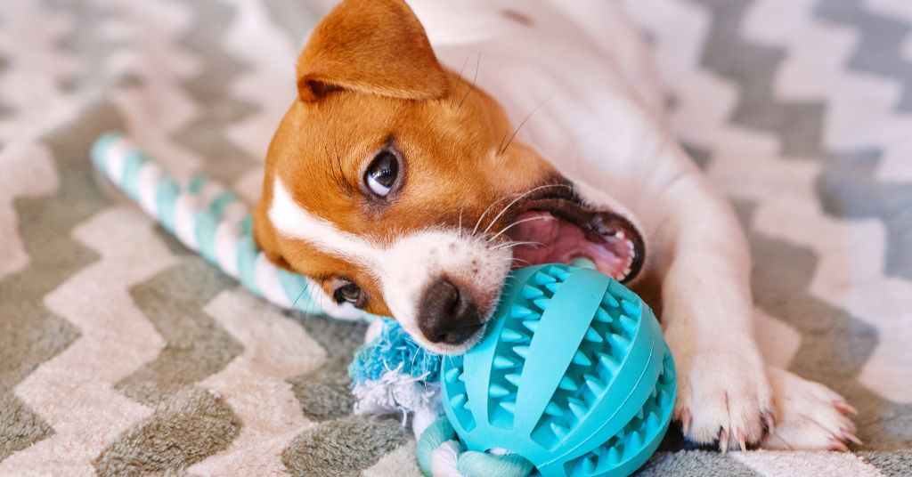 puppy playing with toys