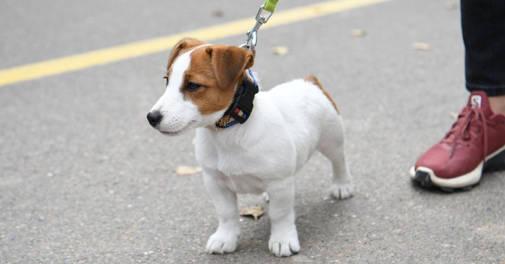 puppy walking on a leash