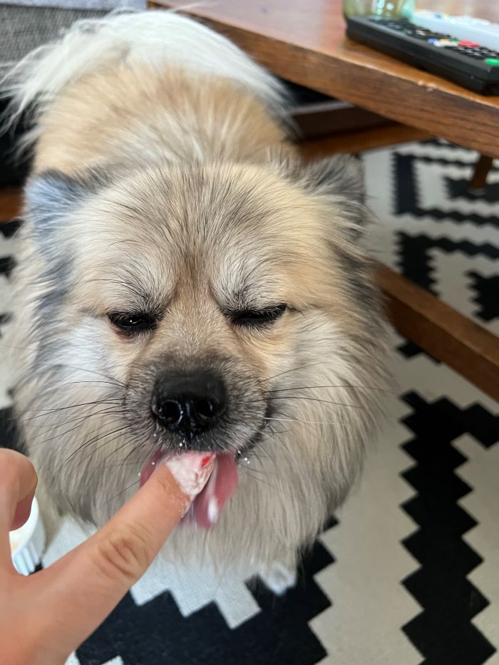 dog licking yogurt