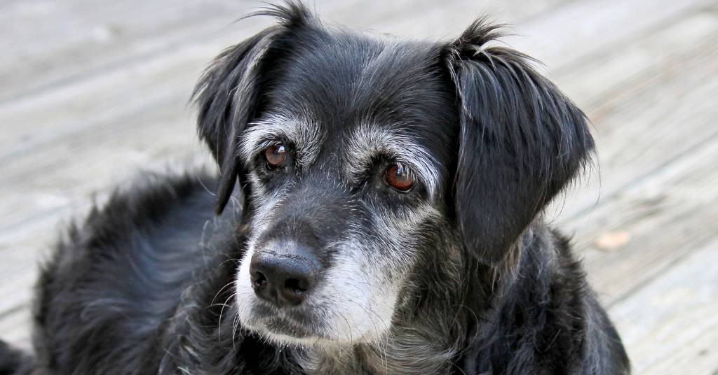 black gray senior dog