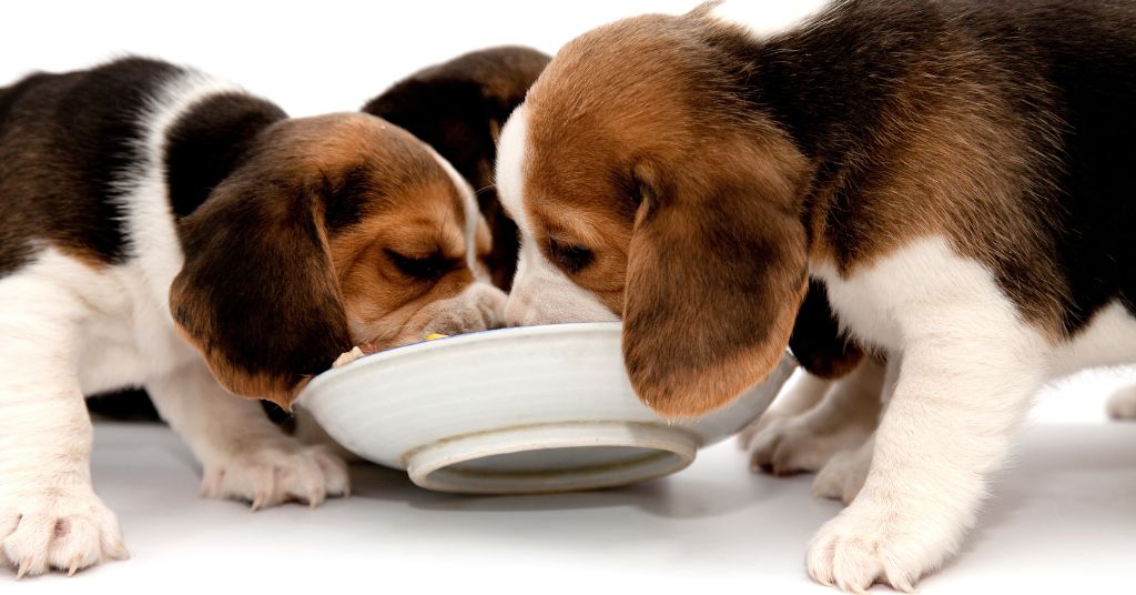 small puppies eating kibble