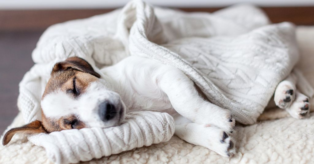 small puppy sleeping in a bed
