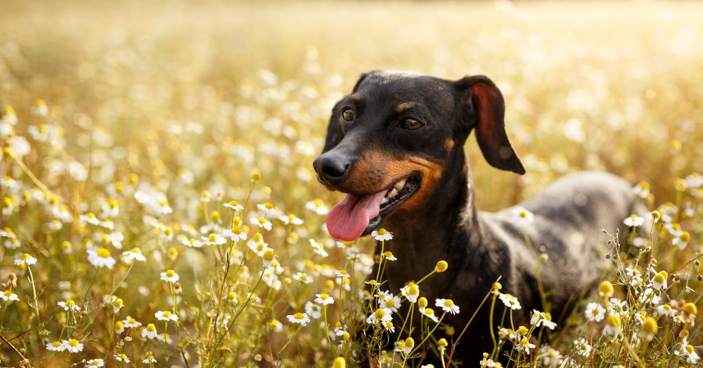 dog in summer field