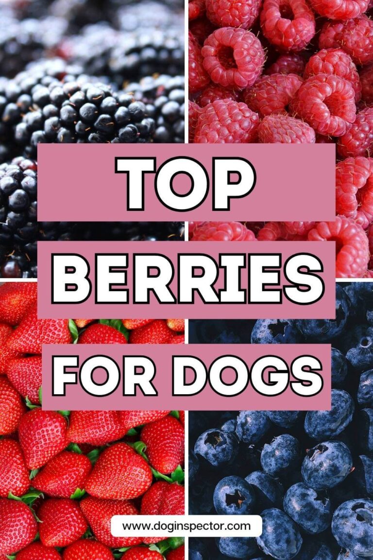 Image showcasing 6 Best Berries for Dogs: Safe, Healthy, and Delicious
